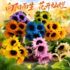 Colorful sunflower bouquets, birthday gifts, Valentine's Day carnations for delivery Specification image